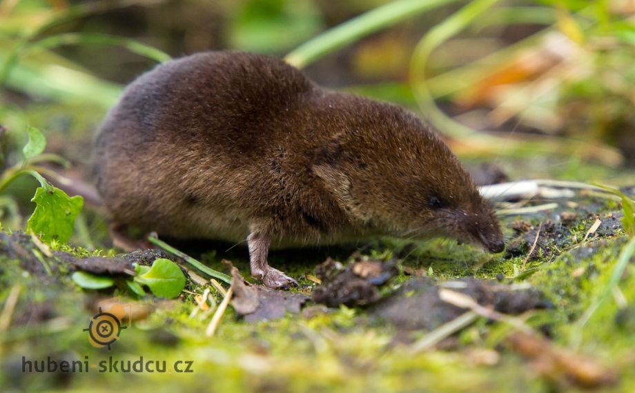 rejsek obecný Sorex araneus